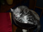 Katze Arwen 4 Monate alt.